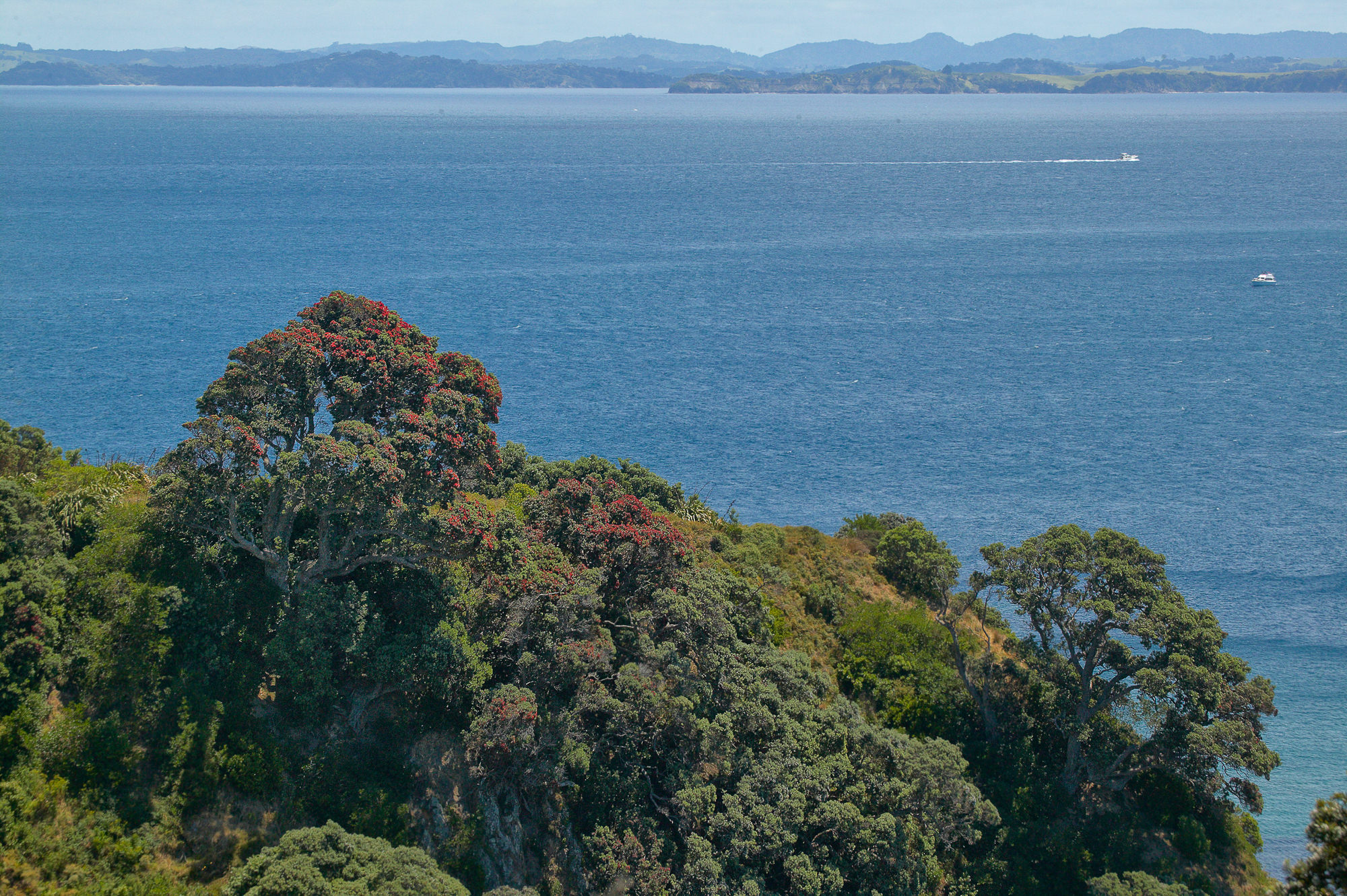 Pohutukawa, New Zealand